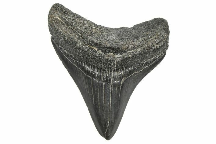 Juvenile Megalodon Tooth - South Carolina #359016